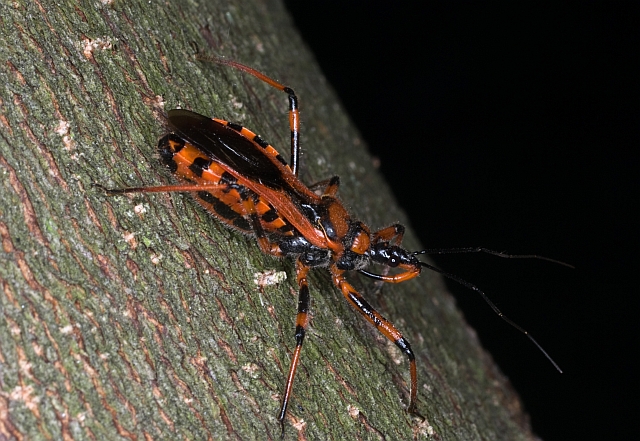 Reduviidae: Rhinocoris cf. iracundus del Novarese